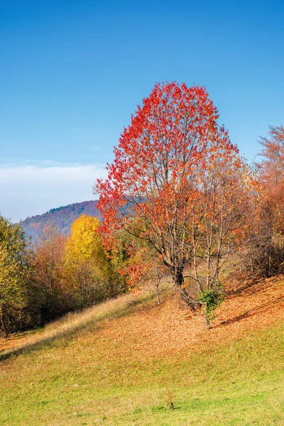 Sunny forenoon in mountainous rural area — Stock Photo, Image