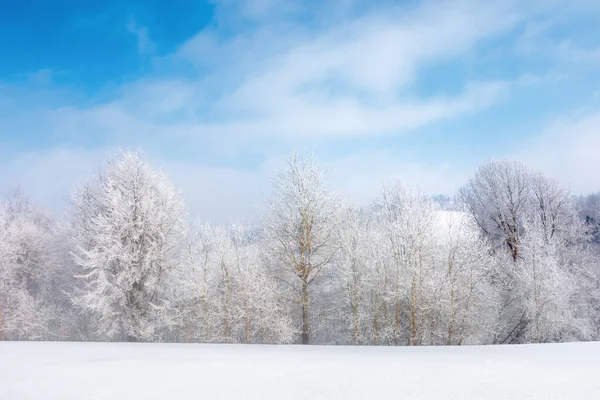 Ряд троек в инею на снежном лугу — стоковое фото