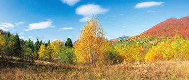 Sonbaharda güzel bir manzara