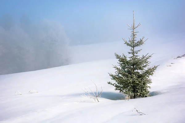 Kleine Tanne auf einer schneebedeckten Wiese — Stockfoto