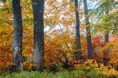 Kayın ormanı puslu bir sabahta