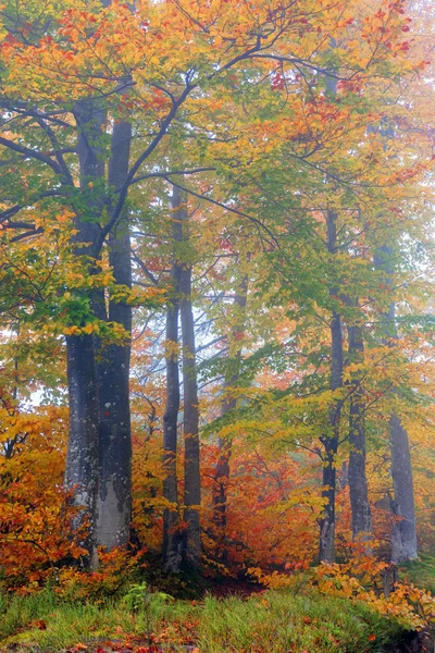 Bukové stromy v barevném listoví — Stock fotografie