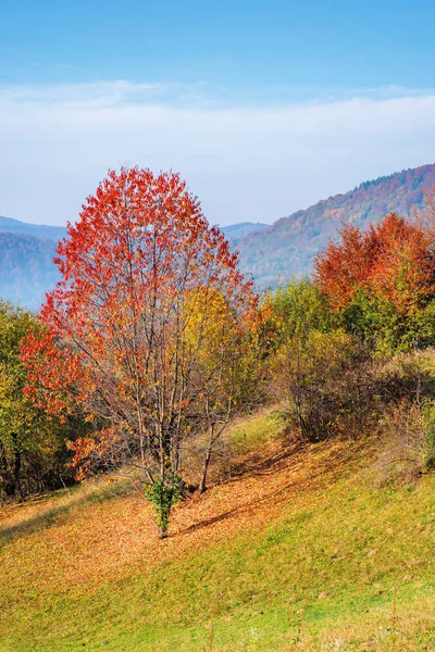 Tree in red foliage on the grassy slope — Stock Photo, Image