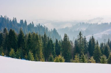 Karla kaplı yamaçtaki orman