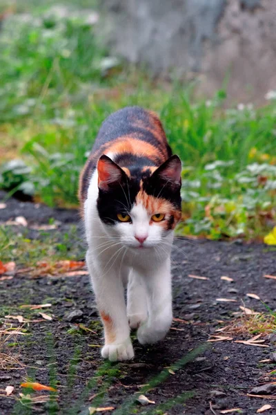 好奇心旺盛なカリコ猫が外を歩く 秋の庭の捕食者 — ストック写真
