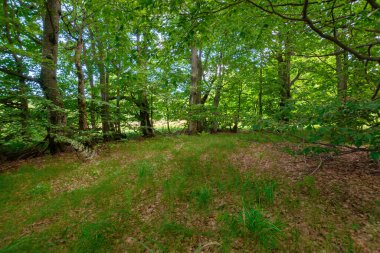 Yazın kayın ormanı. (Onlar) yemyeşildirler. Güzel doğa manzarası