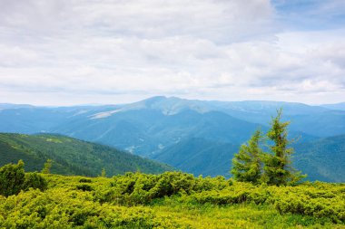Tepesinde ağaç olan dağ manzarası. Öğlen vakti bulutlu bir günde güzel bir manzara. Uzakta büyük siyah bir sırt var. Bir dağ yamacındaki kozalaklı orman.