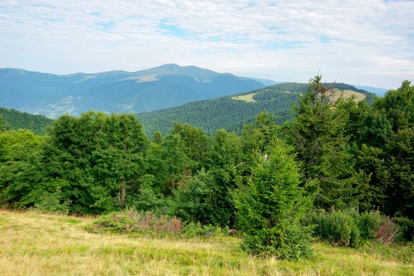 Naturaleza Verde Paisaje Las Montañas Hermoso Paisaje Con Bosque Haya — Foto de Stock