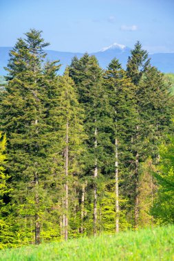 Dağ manzaralı bir orman. Güzel manzaranın çimenli tepesinde ağaçlar. Güneşli doğa arka planı harika. Karda uzak zirve