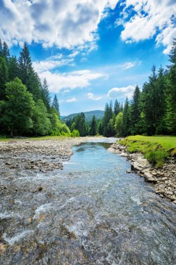 Dağ manzarasında bir nehir. Orman içinde su akan güzel doğa manzarası. Gökyüzünde kabarık bulutlarla güneşli bir gün