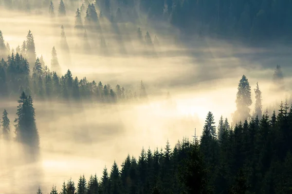 Brouillard Dans Forêt Épinettes Dans Vallée Pleine Brouillard Lumineux Paysages — Photo