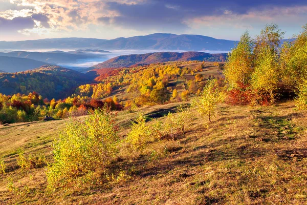 Herfstlandschap Bij Zonsopgang Bomen Kleurrijk Gebladerte Weide Met Geel Gras — Stockfoto