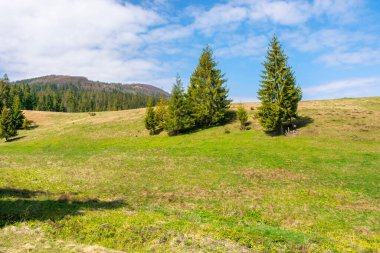 Dağlardaki çayırlarda çam ağaçları. Dağlık arazileri olan güzel güneşli bir manzara. Harika bir sabah manzarası. Mavi gökyüzünde kabarık bulutlar
