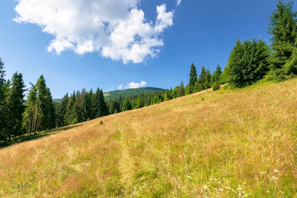 Prados Colina Montaña Verano Paisaje Idílico Día Soleado Haya Abetos — Foto de Stock