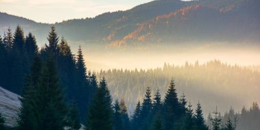Orman manzarası sisli. Parlayan atmosferin arkasındaki dağ. Güneşli bir sonbahar manzarasının önündeki tepelerde köknar ağaçları siluetleri