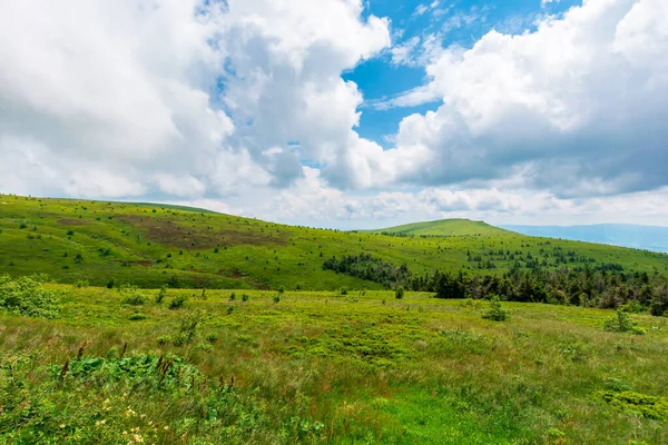 Grassy Meadows Mnt Runa Ukraine Beautiful Nature Scenery Carpathian Mountains — Stock Photo, Image