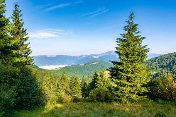 Abetos Prado Las Montañas Hermoso Paisaje Soleado Con Distante Las —  Fotos de Stock