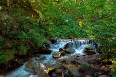 Ormandaki dağ nehri. Şelaleden tatlı su akıntısı. Güzel doğa geçmişi. harika yaz manzarası sabah