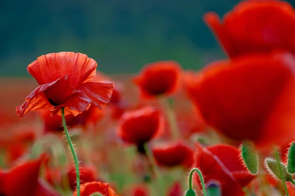 Red Poppy Bloom Meadow Evening Light Wonderful Nature Background Summer — Stock Photo, Image