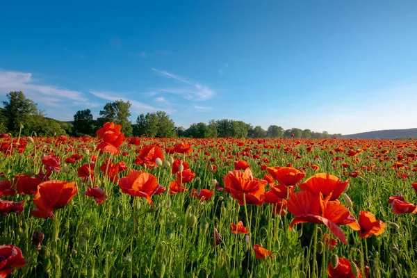 Campo Amapola Roja Paisaje Hermoso Paisaje Atardecer Bajo Cielo Azul —  Fotos de Stock