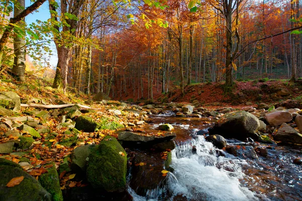 River Autumn Sunny Day Wonderful Landscape Forest Fall Colors Mossy — Stock Photo, Image