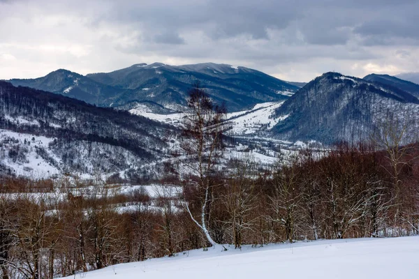 Matin Hiver Nuageux Dans Les Montagnes Arbre Sur Champ Enneigé — Photo