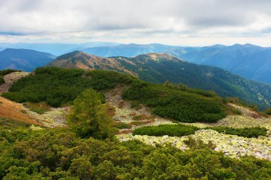 Yeşil taşlarla kaplı dağ manzarası. Kayaların ve otların arasındaki ardıç ağacı. Bulutlu bir günde dramatik doğa manzarası. Uzak krasna sırtına harika bir manzara.