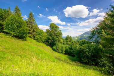 Yaz dağı manzarası. Yeşil çimenli tepedeki ağaçlar. Mavi gökyüzünde kabarık bulutlar. Huzurlu bir manzara. Güneşli bir günde uzak vadiyi görmek