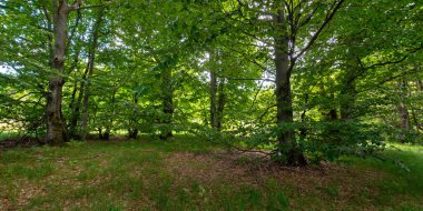 Yazın kayın ormanı. (Onlar) yemyeşildirler. Güzel doğa manzarası