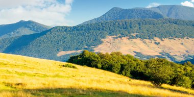 Dağlardaki yamaçtaki çayırlarda ağaçlar. Karpatya kırsalının güneşli sabah manzarası