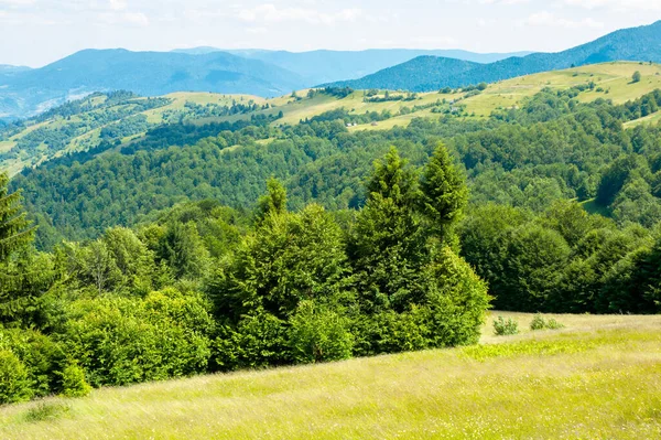 Bäume Auf Dem Grashügel Sommerberglandschaft Herrliches Wetter Einem Sonnigen Tag — Stockfoto