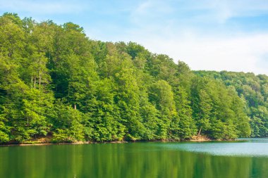 Sudaki yansıma. Ormanın ortasındaki göl. Yazın güzel doğa manzarası. Gökyüzünde bulutlar olan güneşli bir hava.