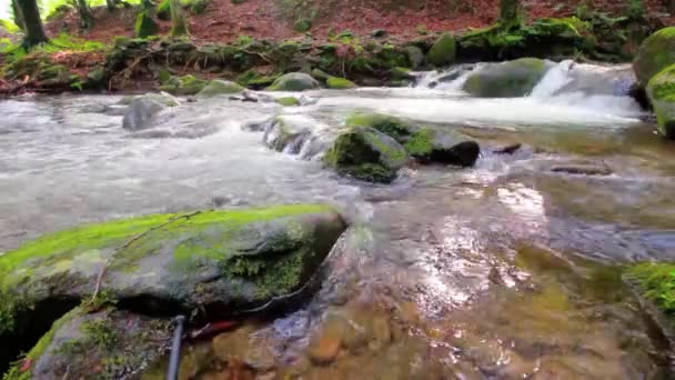 Arroyo Salvaje Bosque Oscuro Paisaje Natural Encantador Fresco Tiempo Verano — Vídeo de stock