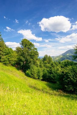 Yaz dağı manzarası. Yeşil çimenli tepedeki ağaçlar. Mavi gökyüzünde kabarık bulutlar. Huzurlu bir manzara. Güneşli bir günde uzak vadiyi görmek