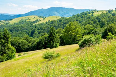 Çimenli tepedeki ağaçlar. Yaz dağı manzarası. Güneşli bir günde harika bir hava. Parlak gökyüzü öğle vakti