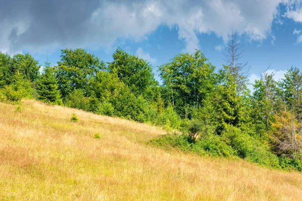 Łąki Wzgórzu Góry Lecie Sielankowy Krajobraz Słoneczny Dzień Buki Świerki — Zdjęcie stockowe