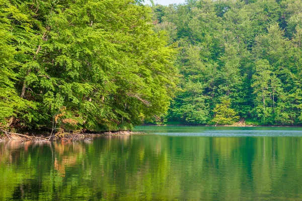 Reflejo Agua Lago Entre Bosque Hermoso Paisaje Natural Verano Tiempo —  Fotos de Stock