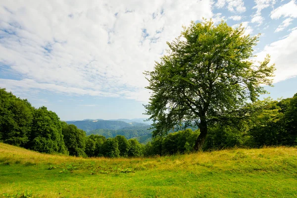 Strom Kopci Zelené Horské Krajině Krásná Přírodní Scenérie Trávou Louce — Stock fotografie