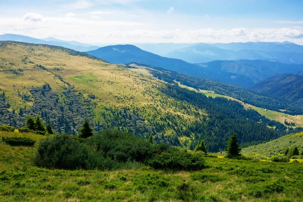 Heuvels Dalen Van Karpaten Bomen Struiken Grashellingen Prachtig Landschap Een — Stockfoto