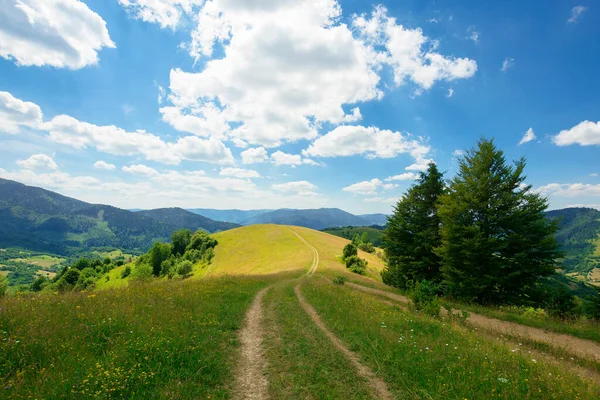 Weg Durch Die Alm Den Bergen Sonnige Sommerlandschaft Der Karpaten — Stockfoto