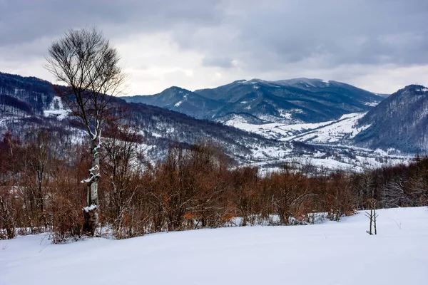 Matin Hiver Nuageux Dans Les Montagnes Arbre Sur Champ Enneigé — Photo