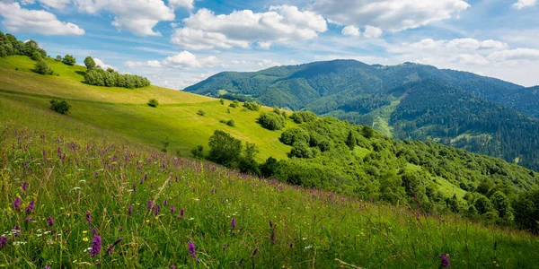Letni Krajobraz Górach Niesamowite Krajobrazy Dzikimi Ziołami Polach Wzgórzach Karpat — Zdjęcie stockowe