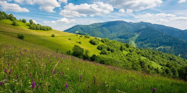 Sommerlandschaft Den Bergen Erstaunliche Landschaft Mit Wilden Kräutern Auf Feldern — Stockfoto