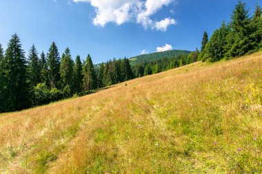 Yazın dağ tepesindeki çayırlar. Güneşli bir günde huzurlu bir manzara. Geniş açıklığın etrafındaki kayın ve çam ağaçları