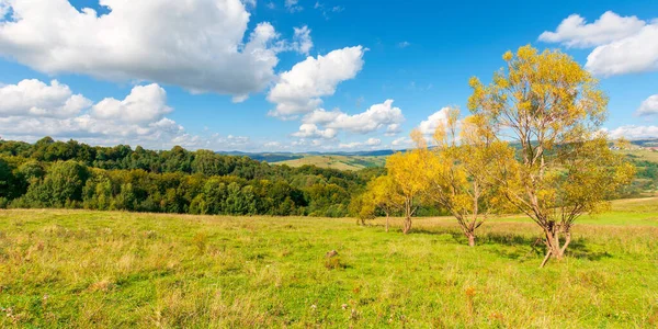 Bäume Gelbem Laub Auf Dem Hügel Schöne Landschaft Herbst Sonniger — Stockfoto