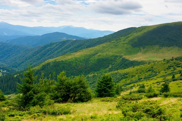 Dağlardaki Vadinin Yaz Manzarası Tepelerde Ağaçlar Yeşil Çayırlar Uzakta Siyah — Stok fotoğraf