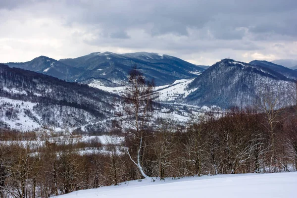 Oblačné Zimní Ráno Horách Strom Zasněženém Poli Karpatská Venkovská Krajina — Stock fotografie