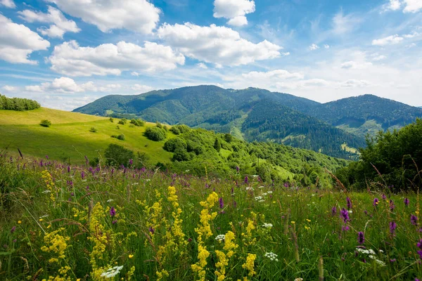 Paysage Estival Montagne Paysages Étonnants Avec Des Herbes Sauvages Dans — Photo