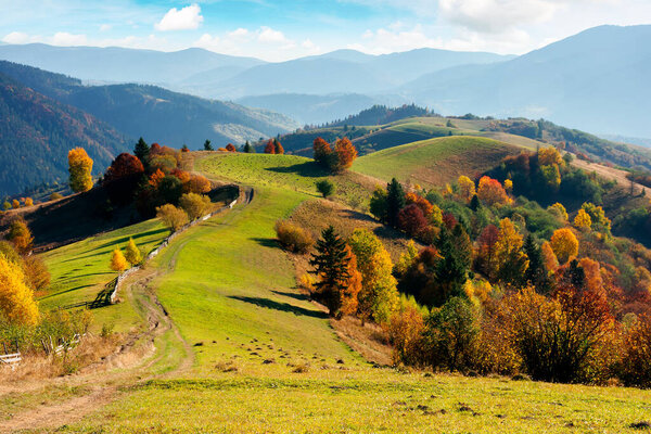 mountainous rural landscape in autumn. fields on rolling hills. fence along the path. trees in colorful foliage. wonderful scenery in afternoon with bright sly. 