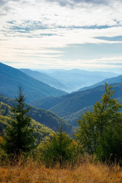 Spruce Forest Hillside Meadow Colorful Grass Autumn Hills Rolling Distance — Stock Photo, Image